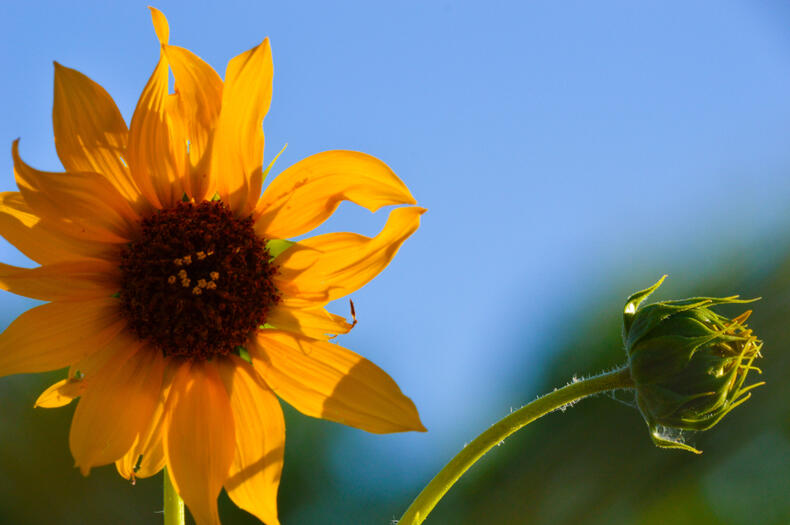 Sunlight Sunflower